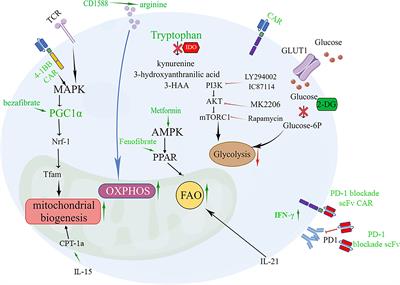 Cell metabolism-based optimization strategy of CAR-T cell function in cancer therapy